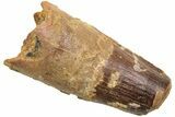 Fossil Spinosaurus Tooth - Feeding Worn Tip #214341-1
